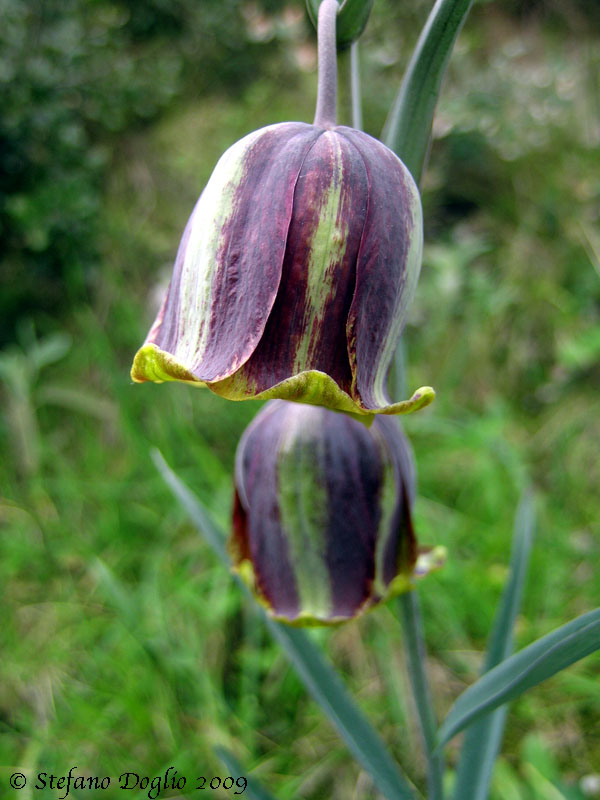 Fritillaria messanensis / Meleagride messinese